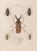 Insects collected in Africa and America Pl32 - Jean Gabriel Prêtre — artwork view