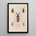 Insects collected in Africa and America Pl32 - Jean Gabriel Prêtre — framed artwork on a wall