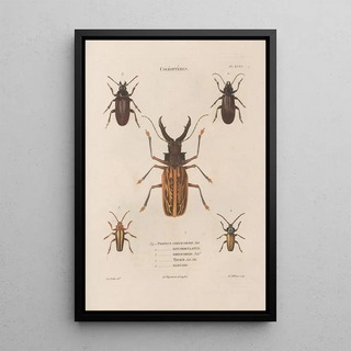 Jean Gabriel Pretre - Insectes recueillis en Afrique et en Amrique Pl32.webp