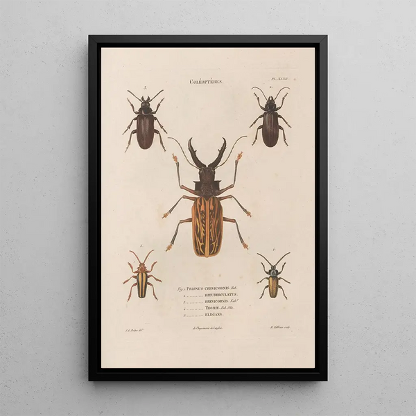 Insects collected in Africa and America Pl32 - Jean Gabriel Prêtre — framed artwork on a wall
