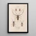 Insects collected in Africa and America Pl33 - Jean Gabriel Prêtre — framed artwork on a wall