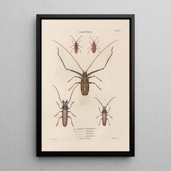 Insects collected in Africa and America Pl33 - Jean Gabriel Prêtre — framed artwork on a wall