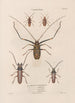 Insects collected in Africa and America Pl33 - Jean Gabriel Prêtre — artwork view