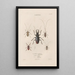 Insects collected in Africa and America Pl34 - Jean Gabriel Prêtre — framed artwork on a wall