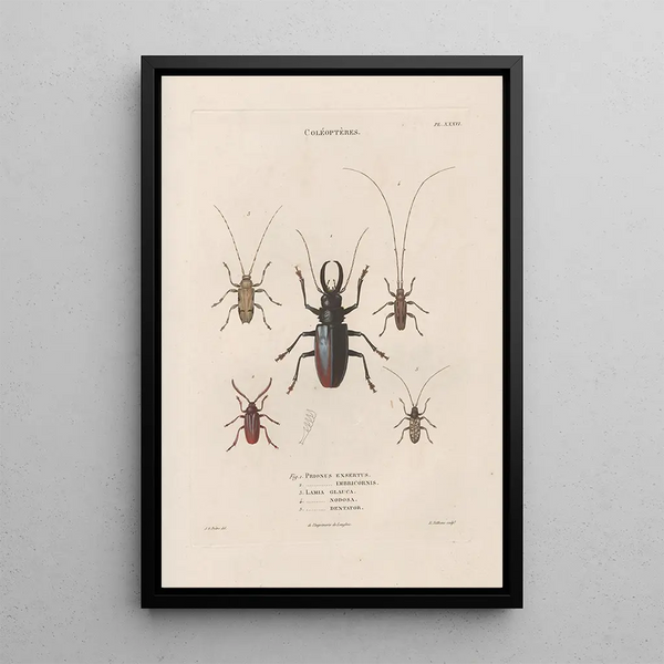 Insects collected in Africa and America Pl34 - Jean Gabriel Prêtre — framed artwork on a wall