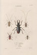 Insects collected in Africa and America Pl34 - Jean Gabriel Prêtre — artwork view