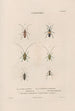 Insects collected in Africa and America Pl35 - Jean Gabriel Prêtre — artwork view