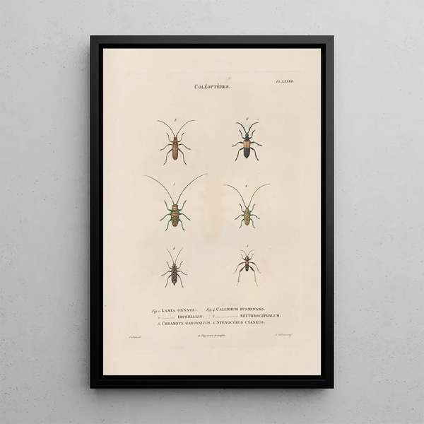 Insects collected in Africa and America Pl35 - Jean Gabriel Prêtre — framed artwork on a wall