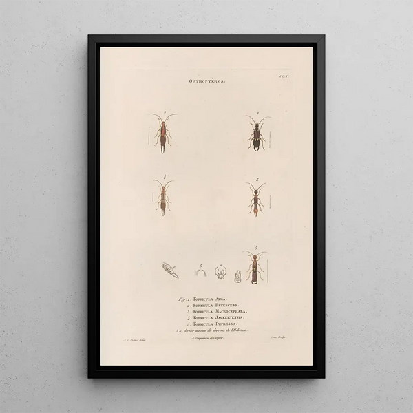 Insects collected in Africa and America Pl36 - Jean Gabriel Prêtre — framed artwork on a wall