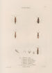Insects collected in Africa and America Pl36 - Jean Gabriel Prêtre — artwork view