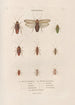 Insects collected in Africa and America Pl37 - Jean Gabriel Prêtre — artwork view