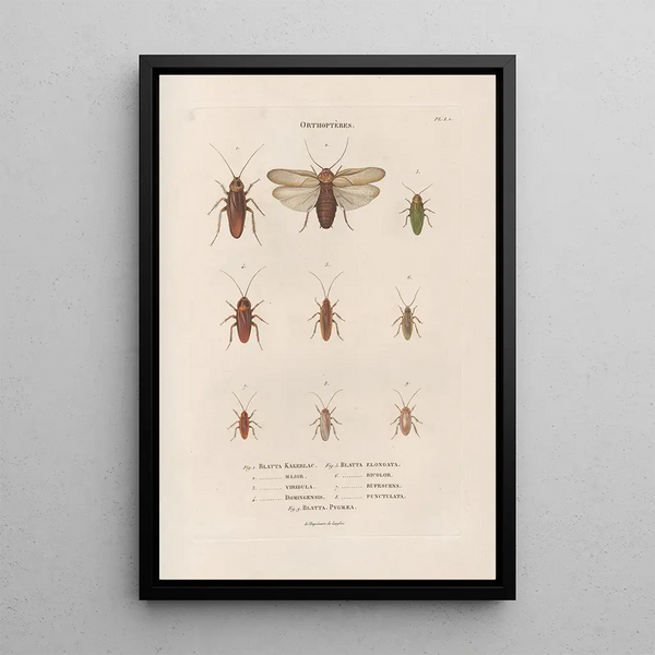 Insects collected in Africa and America Pl37 - Jean Gabriel Prêtre — framed artwork on a wall