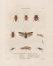 Insects collected in Africa and America Pl38 - Jean Gabriel Prêtre — artwork view