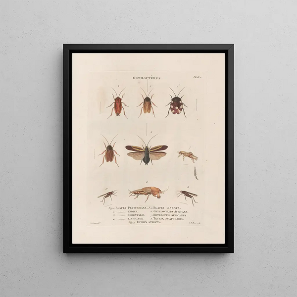 Insects collected in Africa and America Pl38 - Jean Gabriel Prêtre — framed artwork on a wall