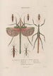 Insects collected in Africa and America Pl39 - Jean Gabriel Prêtre — artwork view