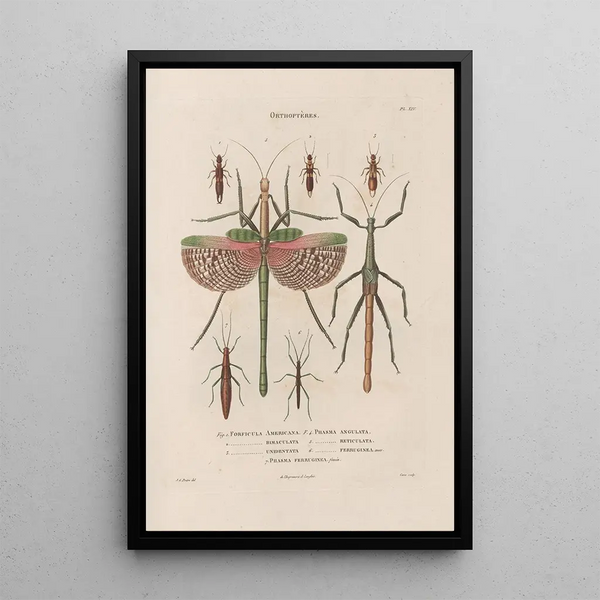 Insects collected in Africa and America Pl39 - Jean Gabriel Prêtre — framed artwork on a wall