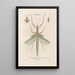 Insectes recueillis en Afrique et en Amérique Pl40 - Jean Gabriel Prêtre — framed artwork on a wall