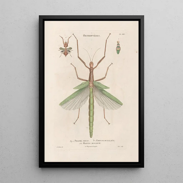 Insectes recueillis en Afrique et en Amérique Pl40 - Jean Gabriel Prêtre — framed artwork on a wall