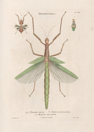 Jean Gabriel Pretre - Insectes recueillis en Afrique et en Amrique Pl40.webp