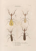 Insects collected in Africa and America Pl41 - Jean Gabriel Prêtre — artwork view