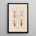 Insects collected in Africa and America Pl41 - Jean Gabriel Prêtre — framed artwork on a wall