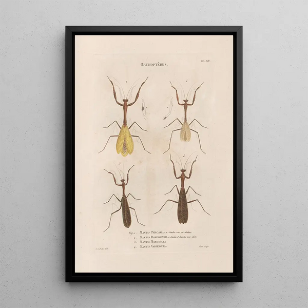 Insects collected in Africa and America Pl41 - Jean Gabriel Prêtre — framed artwork on a wall