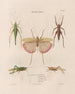 Insects collected in Africa and America Pl42 - Jean Gabriel Prêtre — artwork view