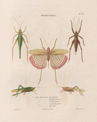 Jean Gabriel Pretre - Insectes recueillis en Afrique et en Amrique Pl42.webp