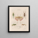 Insects collected in Africa and America Pl42 - Jean Gabriel Prêtre — framed artwork on a wall