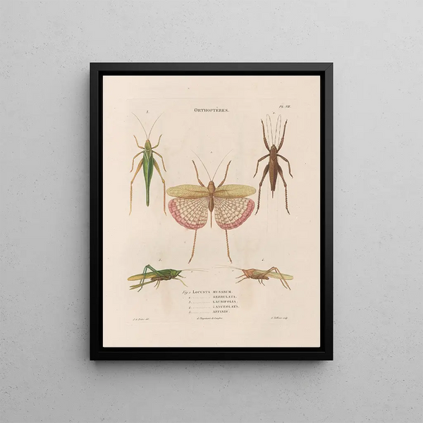 Insects collected in Africa and America Pl42 - Jean Gabriel Prêtre — framed artwork on a wall