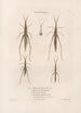 Insects collected in Africa and America Pl43 - Jean Gabriel Prêtre — artwork view