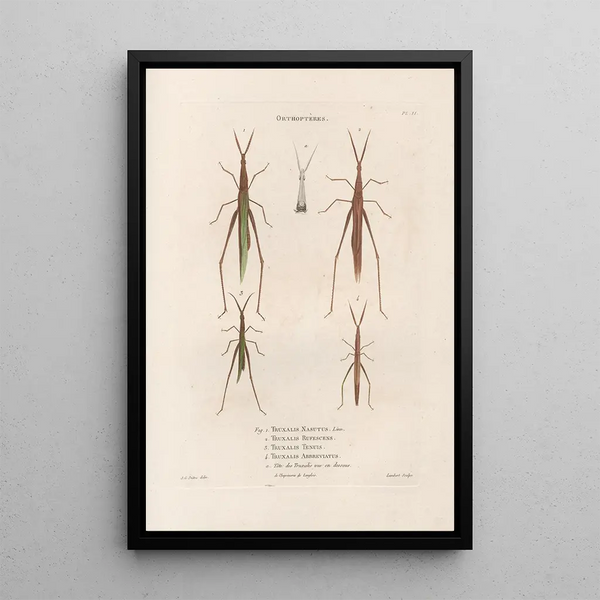 Insects collected in Africa and America Pl43 - Jean Gabriel Prêtre — framed artwork on a wall