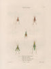 Insects collected in Africa and America Pl44 - Jean Gabriel Prêtre — artwork view