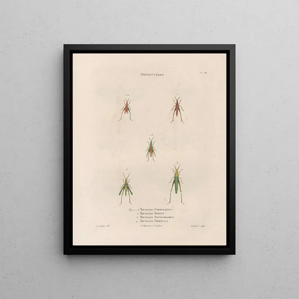 Insects collected in Africa and America Pl44 - Jean Gabriel Prêtre — framed artwork on a wall