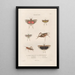 Insects collected in Africa and America Pl45 - Jean Gabriel Prêtre — framed artwork on a wall