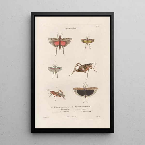 Insects collected in Africa and America Pl45 - Jean Gabriel Prêtre — framed artwork on a wall