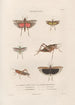 Insects collected in Africa and America Pl45 - Jean Gabriel Prêtre — artwork view