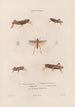Insects collected in Africa and America Pl46 - Jean Gabriel Prêtre — artwork view