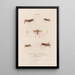 Insects collected in Africa and America Pl46 - Jean Gabriel Prêtre — framed artwork on a wall