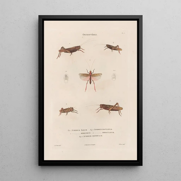 Insects collected in Africa and America Pl46 - Jean Gabriel Prêtre — framed artwork on a wall