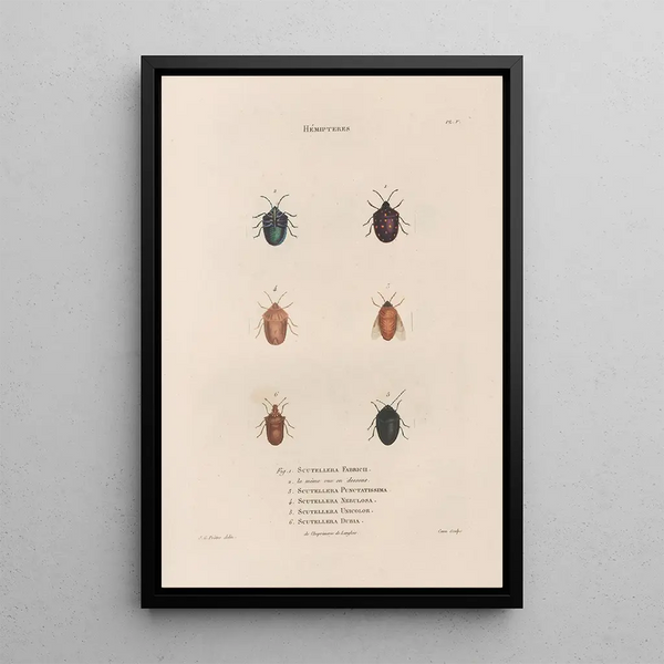 Insectes recueillis en Afrique et en Amérique Pl47 - Jean Gabriel Prêtre — framed artwork on a wall