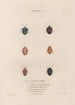 Insectes recueillis en Afrique et en Amérique Pl47 - Jean Gabriel Prêtre — artwork view