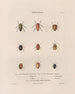 Insects collected in Africa and America Pl48 - Jean Gabriel Prêtre — artwork view