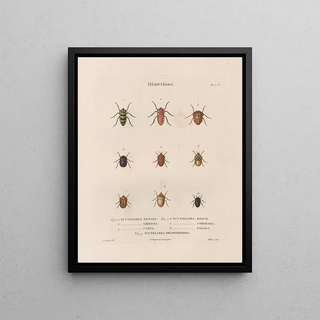 Jean Gabriel Pretre - Insectes recueillis en Afrique et en Amrique Pl48.webp