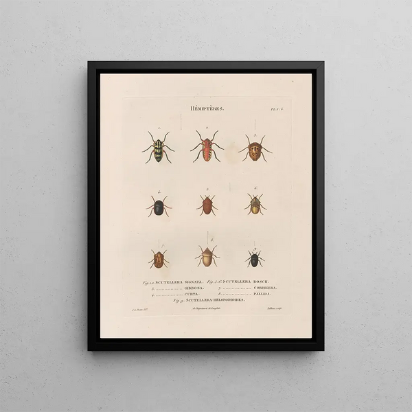 Insects collected in Africa and America Pl48 - Jean Gabriel Prêtre — framed artwork on a wall