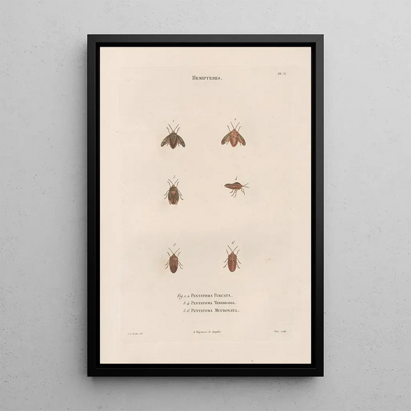 Insects collected in Africa and America Pl49 - Jean Gabriel Prêtre — framed artwork on a wall