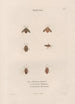 Insects collected in Africa and America Pl49 - Jean Gabriel Prêtre — artwork view