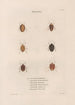 Insects collected in Africa and America Pl50 - Jean Gabriel Prêtre — artwork view