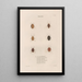 Insects collected in Africa and America Pl50 - Jean Gabriel Prêtre — framed artwork on a wall