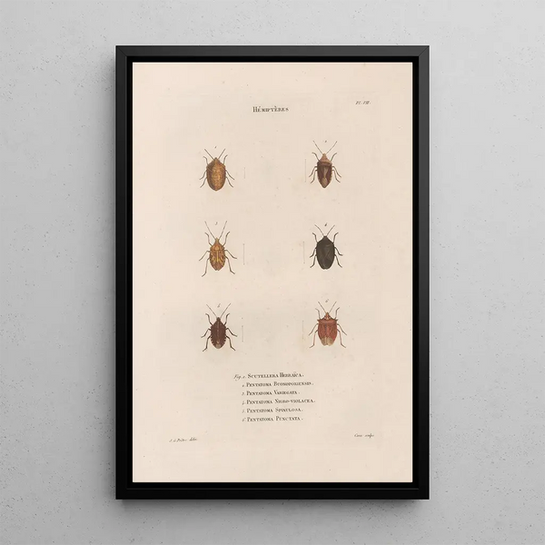 Insects collected in Africa and America Pl50 - Jean Gabriel Prêtre — framed artwork on a wall